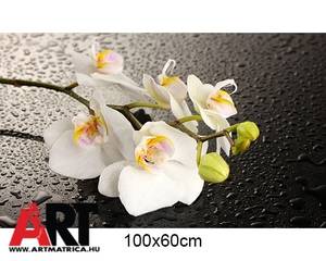 Fehér orchidea Bútor matrica 3