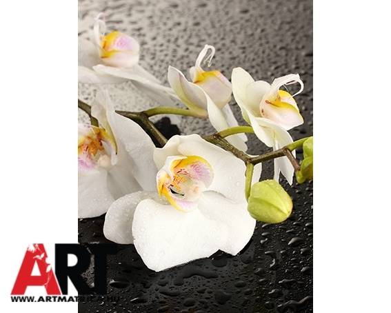 Fehér orchidea virág Mosogatógép mágnes matrica 1