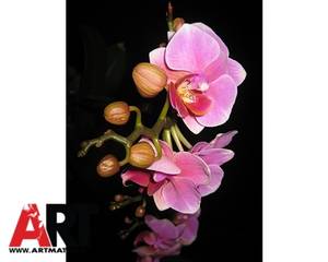 Rózsaszín orchidea mosogatógép öntapadós matrica 1