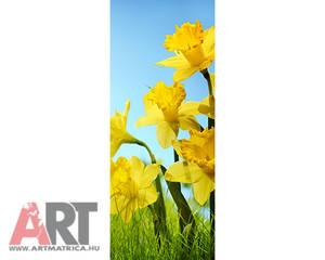 Sárga nárcisz virágok Ajtóposzter 1